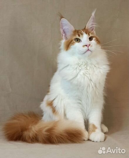 Котята мейн-кун