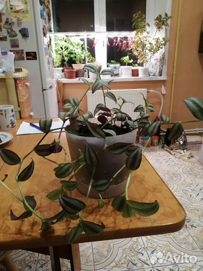 Комнатные растения