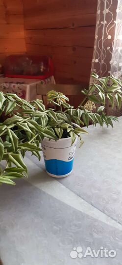 Комнатные цветы шефлера