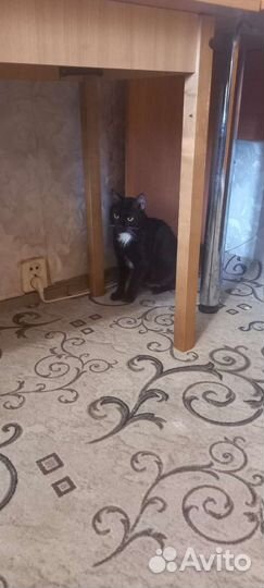 Кот домашний маркиз