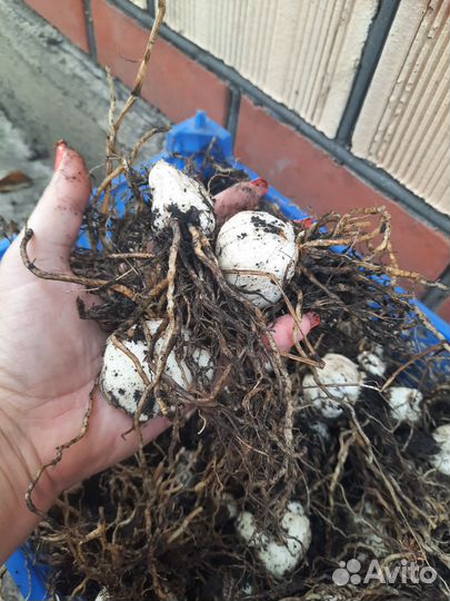 Лилии (луковицы)