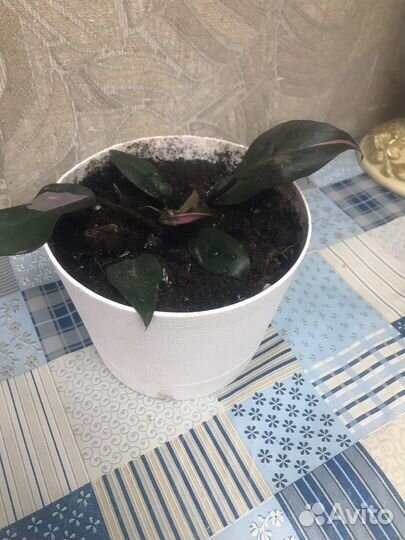 Филодендрон розовая принцесса