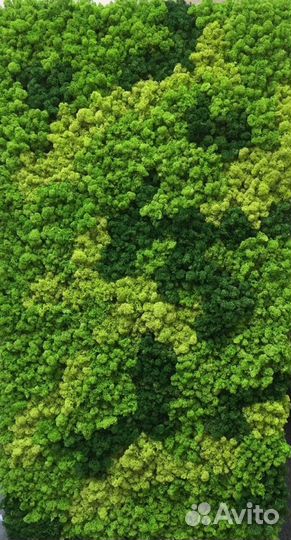 Мох стабилизированный