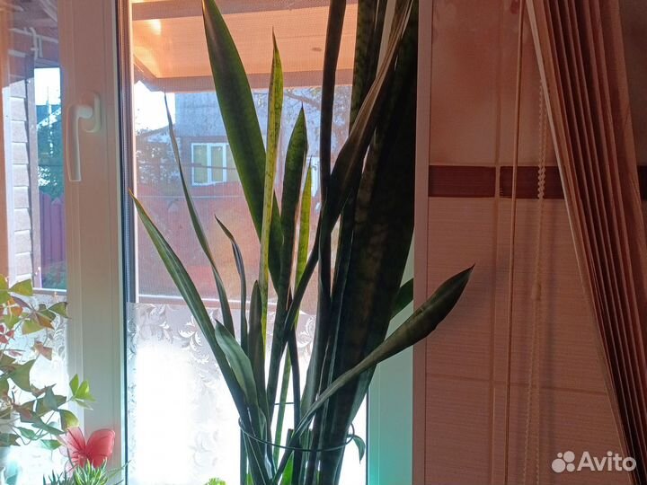 Сансевиерия щучий хвост
