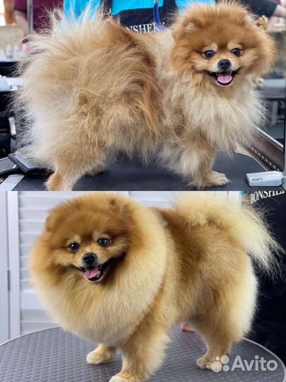 Груминг принимаю дома и выезжаю к вам