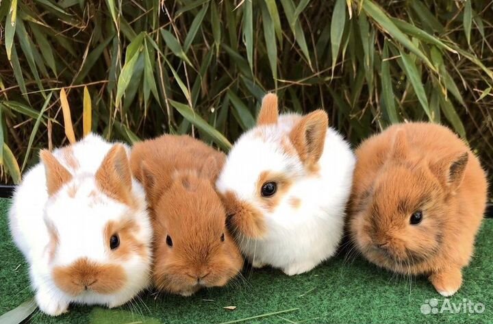 Карликовые Кролики Привитые и Приученные к Лотку