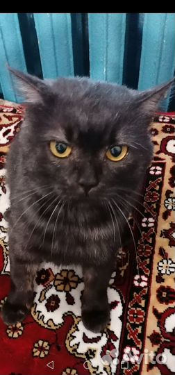 Кот в добрые руки