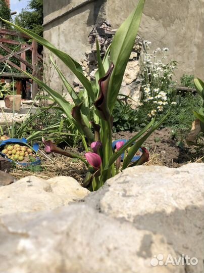 Калла сортовая