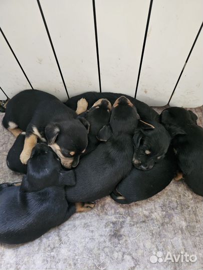 Собаки щенки русский той терьер