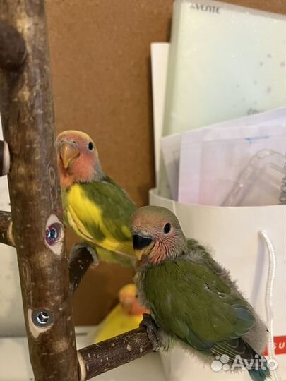 Попугай неразлучники