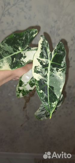 Алоказия мишольца вариегатная, клубень