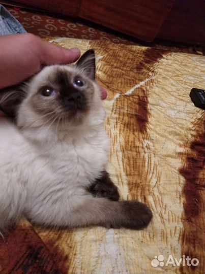 Кошка в дар бесплатно