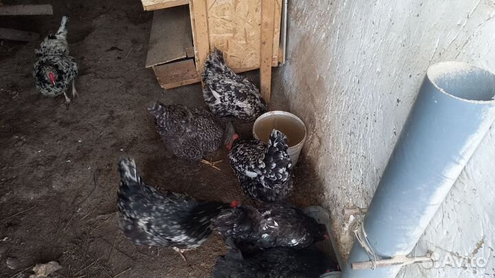 Инкубационное яйцо мясо-яичного направление