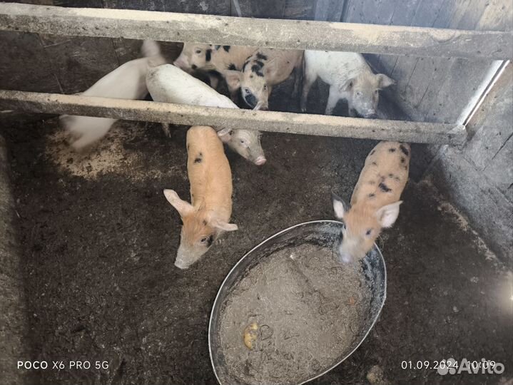 Поросята породы дюрок, ландрас