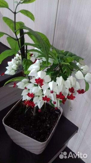 Клеродендрум томпсона