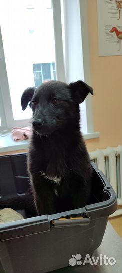 Собака в добрые руки средняя