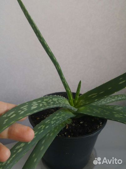 Алоэ вера взрослое