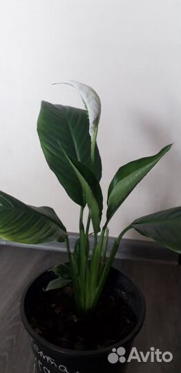 Спатифиллум пеларгония герань денежное дерево