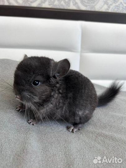 Шиншилла мальчик