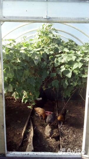 Наседка с цыплятами