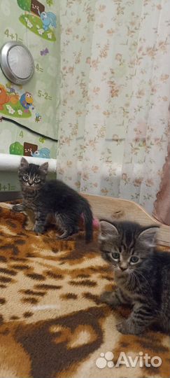 Котята в добрые руки бесплатно