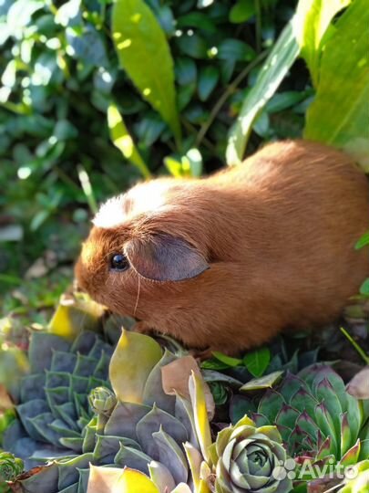 Калифорнийский крестед