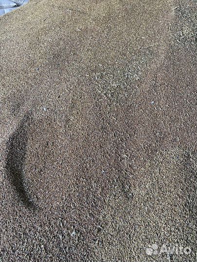 Зерно пшеница ячмень