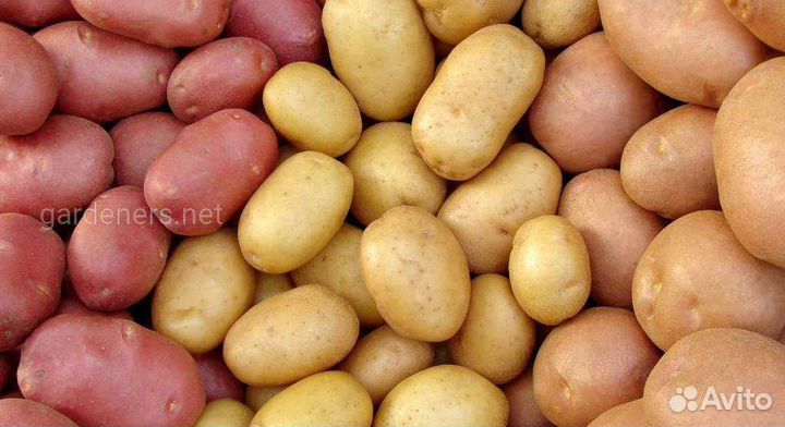 Семенной картофель