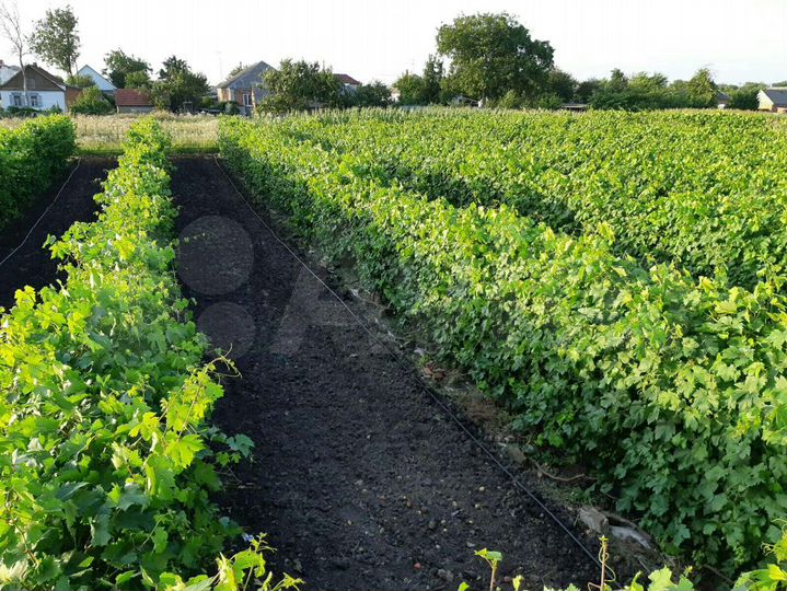 Дом 49 м² на участке 24 сот.