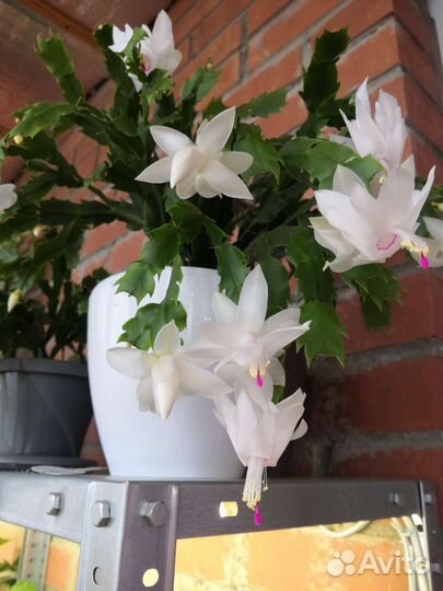 Декабрист шлюмбергера белый