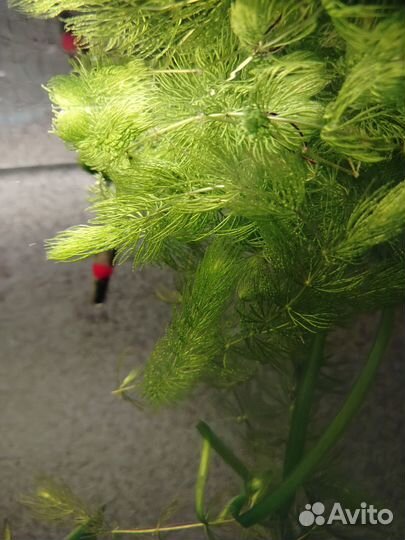 Аквариумное растение