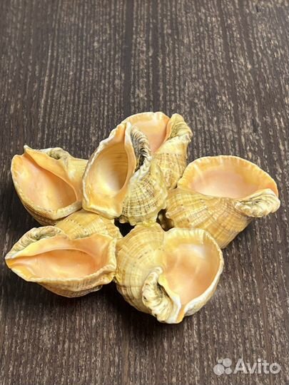 Сувенир ракушки перельница.Не использовалась