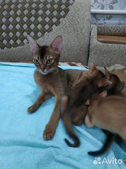Абиссинские котята