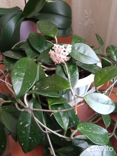 Хоя огромная