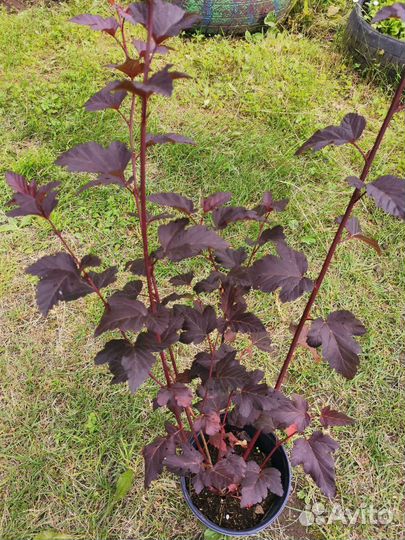 Пузыреплодник калинолистный