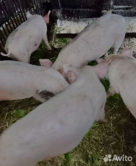 Поросята