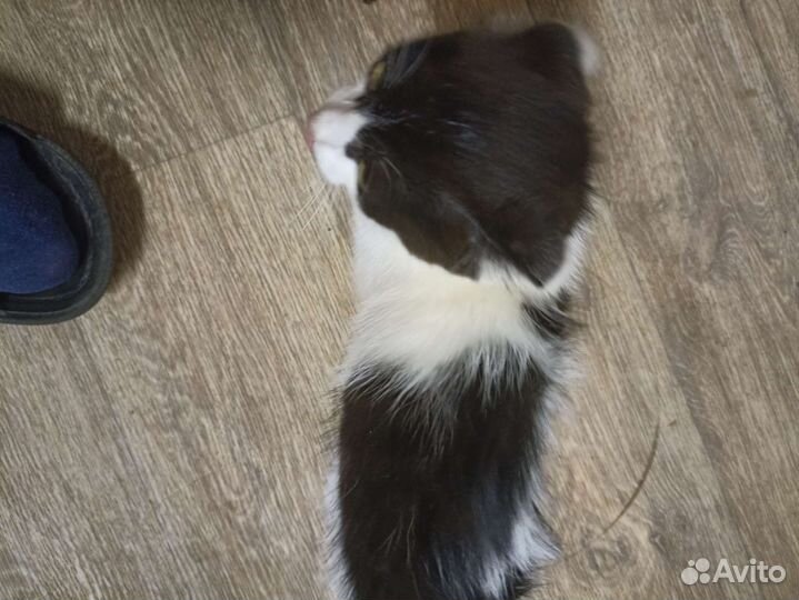 Котята в добрые руки. Мальчик и девочка