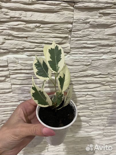 Фикус Бенджамина Старлайт