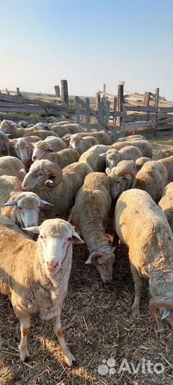 Овцы бараны