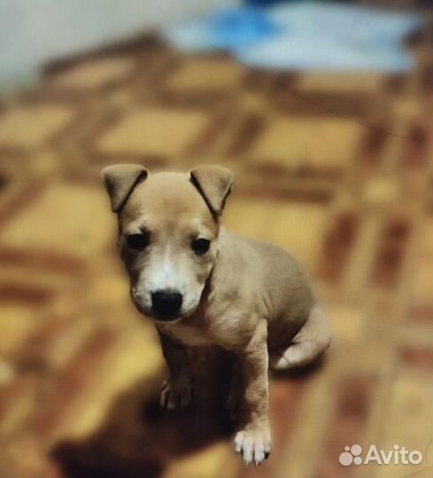 Щенки амстаффа