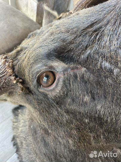 Голова лось