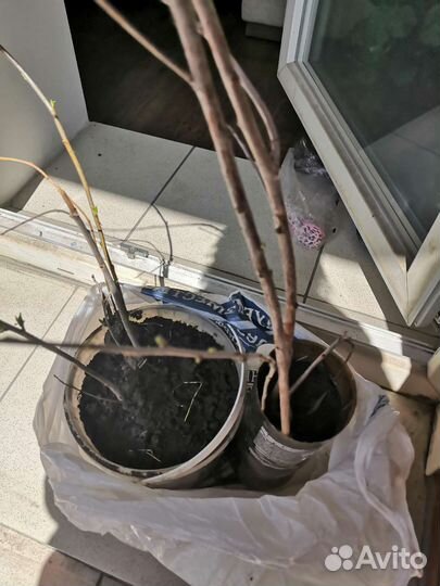 Саженцы вишни