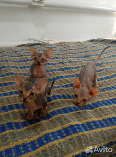 Канадский сфинкс