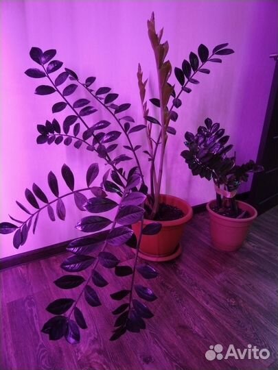 Замиокулькас