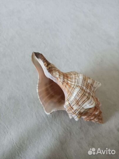 Морская раковина