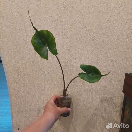 Комнатные растения