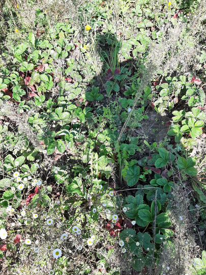 Дача 18 м² на участке 10 сот.