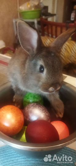 Декоративные кролики