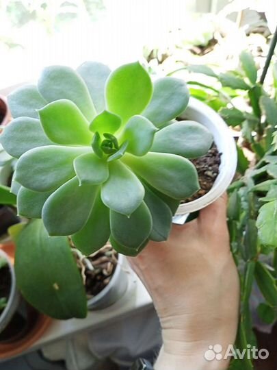 Цветы для декора