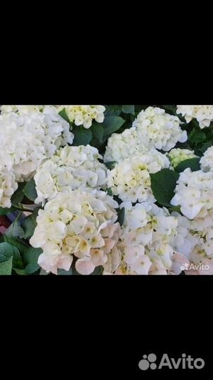 Гортензия белая красная розовая пильчатая букеты